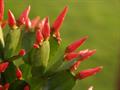Whitsun Cactus 